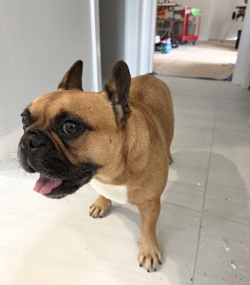 Fred, a fawn French bulldog, standing on a newly tiled floor